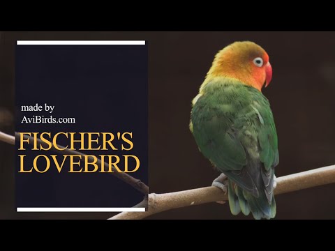 Fischer's Lovebird [Agapornis Fischeri]
