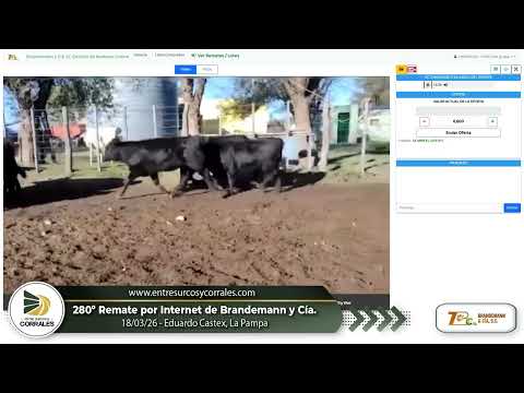 18-03-26 - 280º Remate por Internet de Brandemann Consignataria - Eduardo Castex, La Pampa