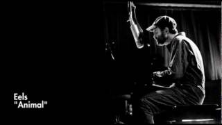 Eels - Animal