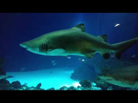 Tigerhaie in der Ostsee ?????