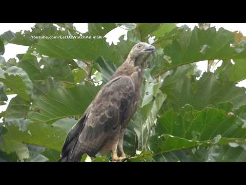 Crested honey buzzard /  Oriental honey buzzard ( Pernis ptilorhynchus )