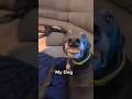 My Friends Dog Vs My Dog Videosdivertidos Funny Pets