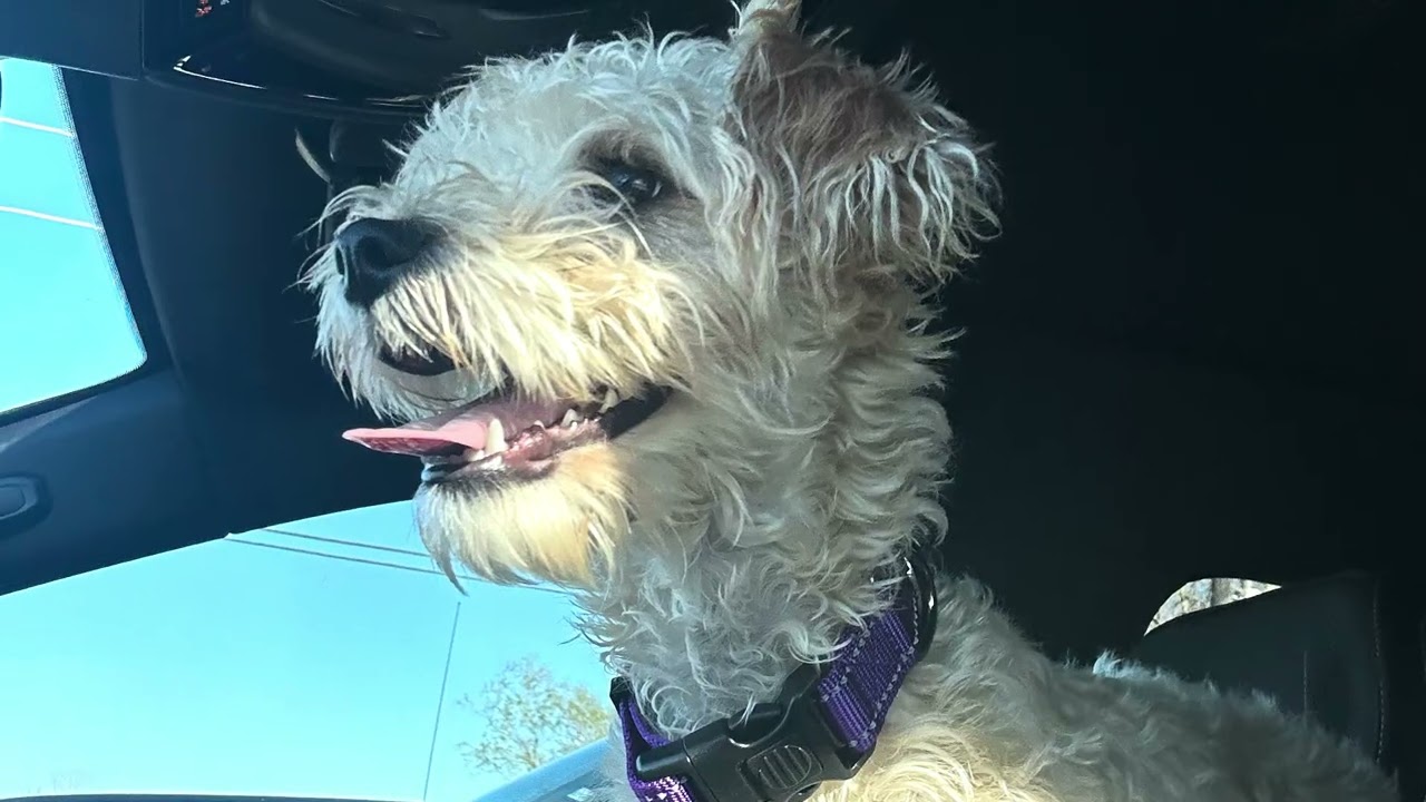 Enlarge Penny Lane, an adopted mixed breed in Humble, TX video 3/6