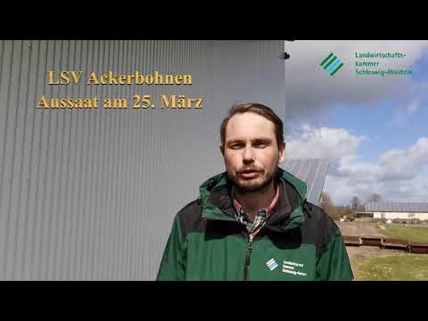 Vegetationsbegleitende Feldführung auf der VST Loit Raps und Ackerbohnen