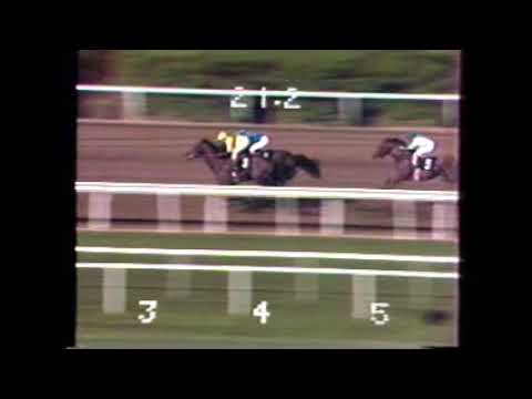 1979 Hollywood Park WHITE RAMMER Bill Shoemaker Triple Bend Hdcp $40,000