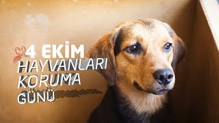 4 Ekim Hayvanları Koruma günü kutlu olsun  beyinvesinir.com