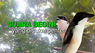 Download lagu Suara Pentet Cor Dor Sangat Efektif Buat Rangsang Emosi Cendet mp3