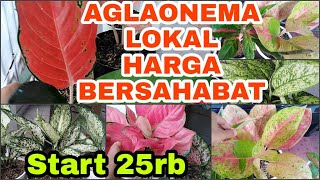 Download lagu HARGA AGLAONEMA LOKAL SUPER BERSAHABAT, BANYAK AGLONEMA HARGA MURAH mp3