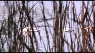 Ducks, Geese, and Swans of North America by Guy Baldassarre