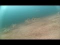 Зимняя рыбалка под льдом на Байкале, Залив Провал 21.12.14 /Lake Baikal-Video Fishing ...