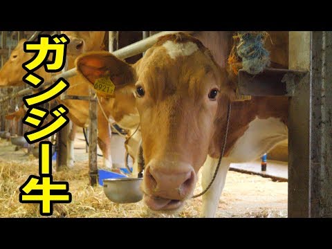 , title : '珍しい牛！？ガンジー牛ってどんな牛？【クイズ】'