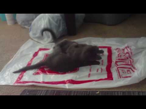 Kittens Las Vegas Craigslist