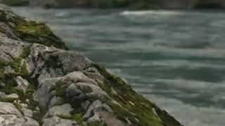 Song For The Seeker - Avriel & The Sequoias