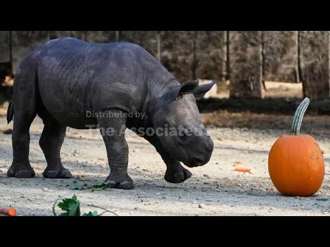 Critically endangered baby rhino makes its debut at Cleveland zoo - YouTube