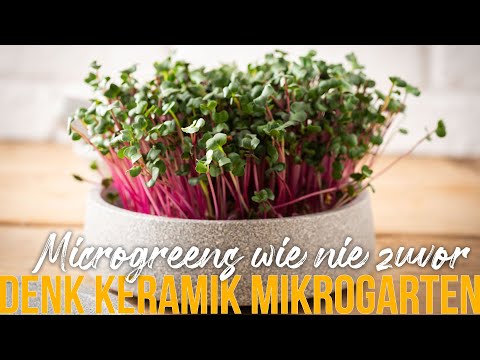 Die genialste Art, Microgreens zuhause zu züchten! Mikrogarten Denk Keramik