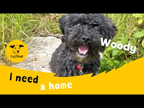 Woody for sale in Shoreham by Sea, West Sussex
