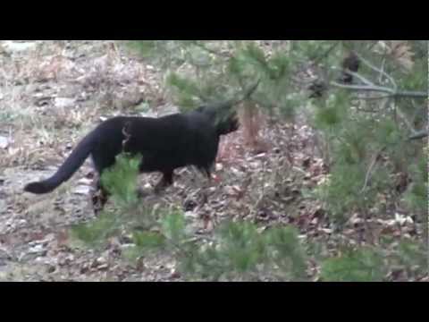 VIRGINIA BLACK PANTHER