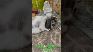 うさぎ🐰の寝そべりから草食べ