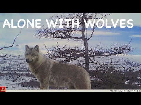 ALONE WITH WOLVES / Real Siberia / Adventure / Bushcraft in Siberia / The wildest place in Siberia
