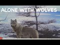 ALONE WITH WOLVES / Real Siberia