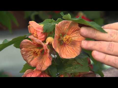 download lagu mp3 mp4 Abutilon Voodoo, download lagu Abutilon Voodoo gratis, unduh video klip Abutilon Voodoo