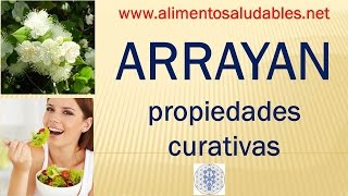 ARRAYAN propiedades curativas