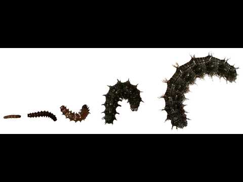 Schmetterlinge züchten: Einfache Schritt-für-Schritt-Anleitung für Anfänger