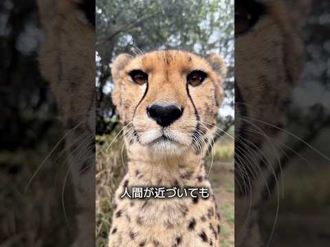 チーターの性格
