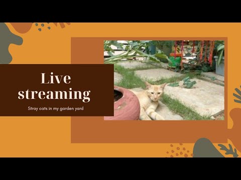 Sripriya  A magickal storyteller  is live