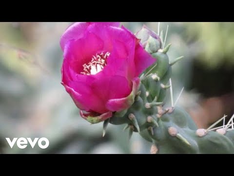 Los Pedernales - La Coloreteada