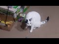 Nightly Playtime June 2020