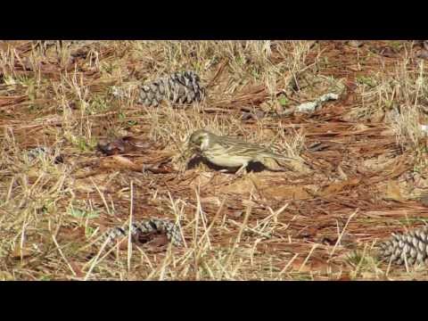 Strnádlik večerný (Pooecetes gramineus) — správanie, biotop a hlas