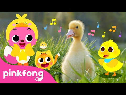 Quack, Quack, Little Baby Ducks | Kids Nursery Rhyme | Pinkfong Ninimo