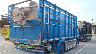 Download lagu TRUK OLENG SETIA FARM IKUT KONVOI 14 TRUK MENUJU LEMBU MUDA DOA IBU CIREBON‼️ mp3