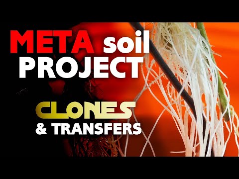 META SOIL PROJECT EPISODE 1 - CLONES & TRANSPLANTING