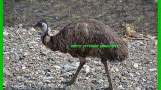 preview picture of video 'Emu dall'Australia a Deiva Marina'