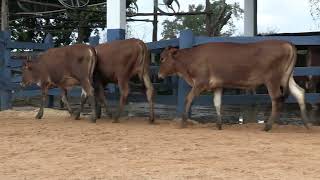 Vídeo 142 - 1ª ETAPA MEGA LIQUIDAÇÃO TOTAL AGROPECUÁRIA MARAJOARA - DIA 4 | GADO GIROLANDO E HOLANDÊS