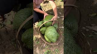 Colhendo frutas no sítio