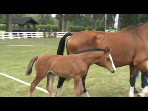 Candora SF *18.05.2016 Caleo/Contender/Corofino