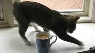 Cat doesn't like smell of coffee