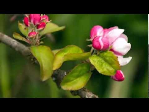 Nu mă satur să privesc