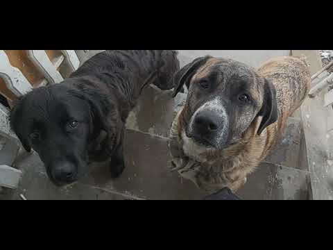 ENESSZ - KUTYAREPP (VIDEOKLIP)