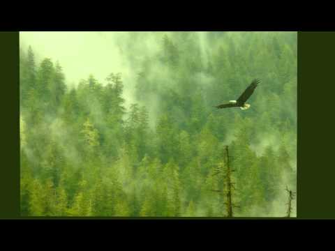 Max Riebl Australia   The birds