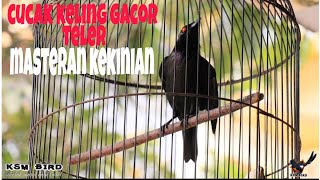Download lagu BURUNG CUCAK KELING FULL ISIAN GACOR TELER | PANCINGAN CUCAK KELING AGAR TELER mp3