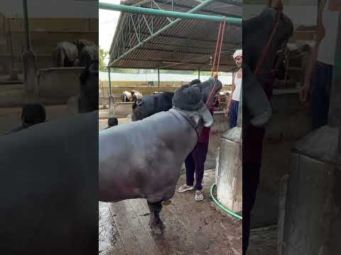 Sadar Dunnapothu #trending #reels #sadar #sadarfestival #ladduyadav #madhuyadav #dunnapothu