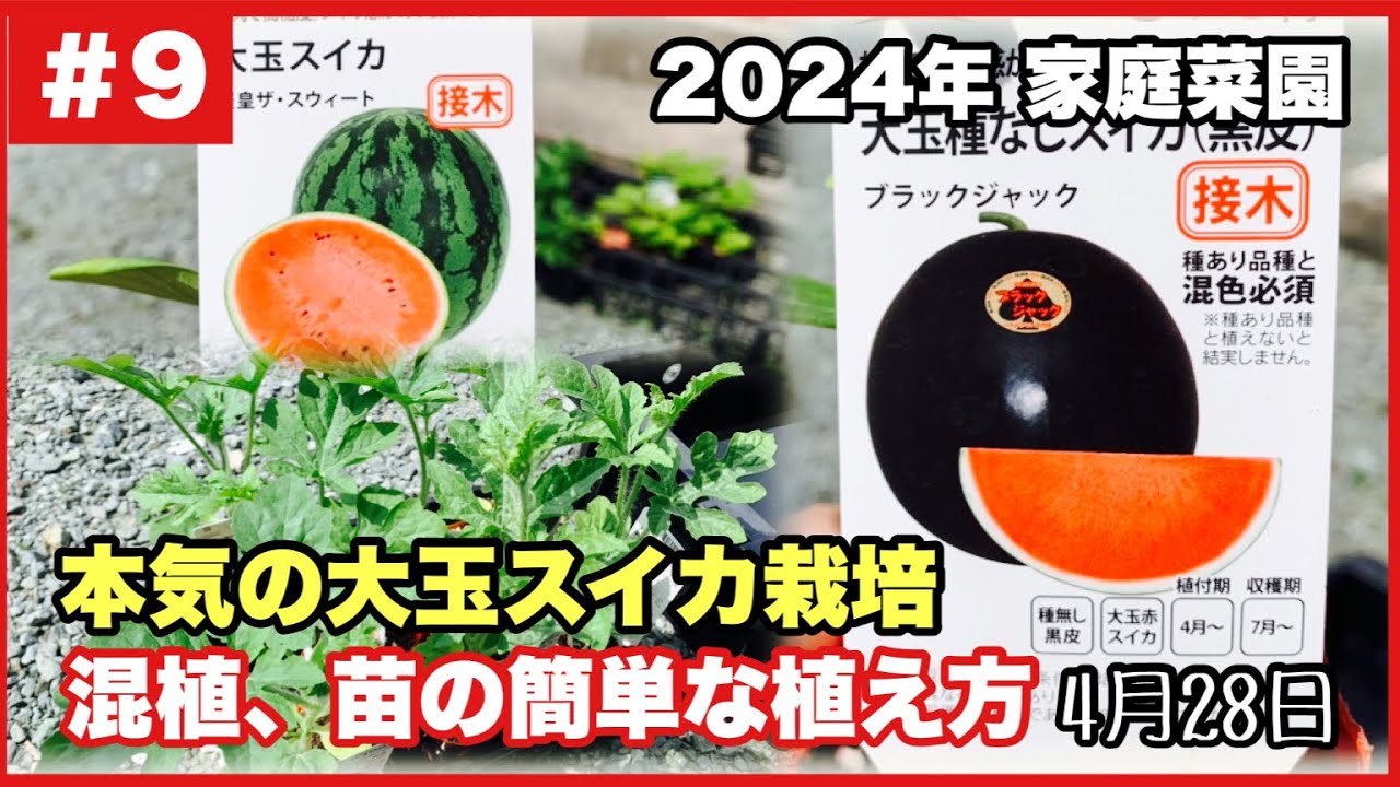 【ちょうどいい田舎暮らし】新しい土地で初めての大玉スイカ栽培！混植、スイカ苗の簡単な植え方2024.4.28