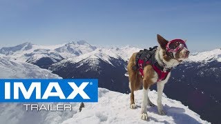 MEDIA ALERT - IMAX® DOCUMENTARY SUPERPOWER DOGS TO DEBUT TRAILER WITH IMAX® PANDAS.