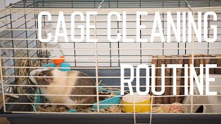 Guinea Pig Cage Cleaning Routine