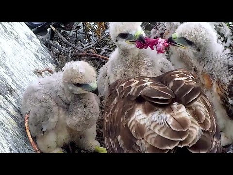 Red Tailed Hawk~Mom in with huge prey and feeding  the Kiddos~11:00 AM 2022/05/19