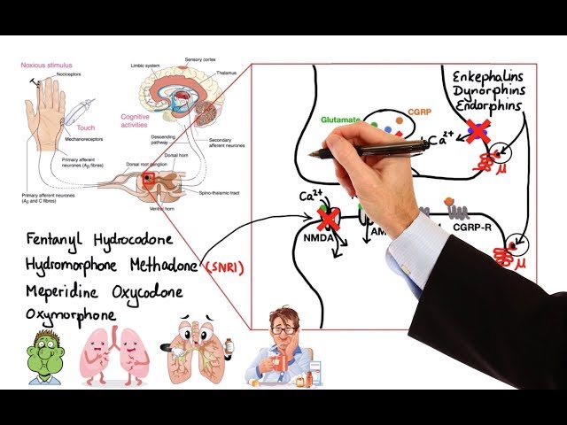 Video Pronunciation of nociceptive in English Video Pronunciation of nociceptive in English